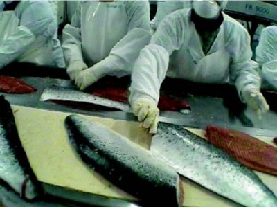 industria salmon (21) ALIMENTACION COMIDA